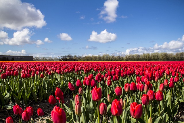 kvitnúce tulipány